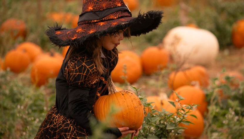 Rogate Pumpkin Patch